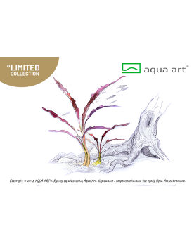 Cryptocoryne spiralis Red - Aqua-art